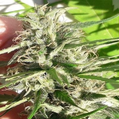 Ace Seeds - New Caledonia